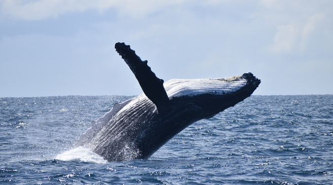 墨西哥一名攝影師在海上發現一隻「脊椎側彎」的座頭鯨，科學家研判，應該是船隻撞擊造成。(示意圖/達志影像)