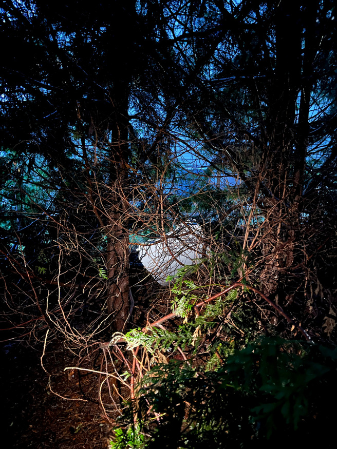 阿拉斯加航空波音737 MAX 9客機脫落的內嵌門掉在波特蘭教師Bob家後院的樹上。（圖／路透社）