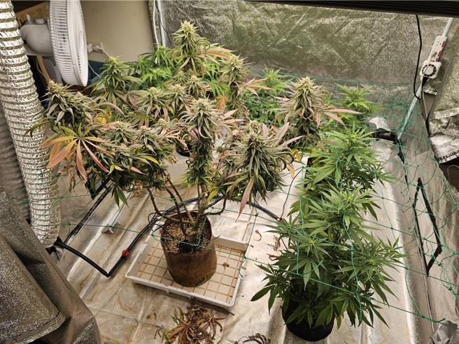 桃园市警察局少年队去年青春专案时接获情资，疑似有人利用出租大楼种植大麻，专案小组调查后，查获黄姓男子及大麻栽种设备，还起出罕见的大麻新品种「国王果汁」。（翻摄照片）