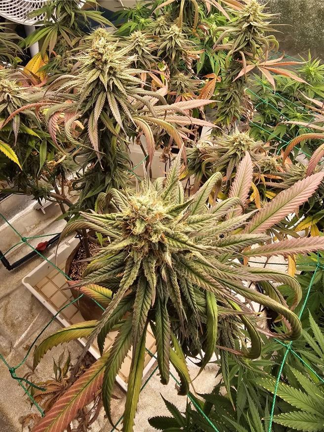 桃园市警察局少年队去年青春专案时接获情资，疑似有人利用出租大楼种植大麻，专案小组调查后，查获黄姓男子及大麻栽种设备，还起出罕见的大麻新品种「国王果汁」。（翻摄照片）