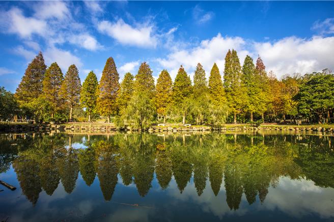 新竹县政府出版「竹县食光」观光手册，游客可抓紧时间一探北埔六塘落羽松美景。（罗浚滨摄）