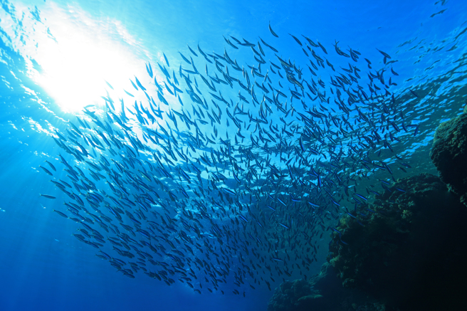 菲律賓9日清晨發生規模6.7強震，而在地震發生前兩天，當地海岸出現大量沙丁魚，吸引眾人捕撈。（示意圖／Shutterstock）