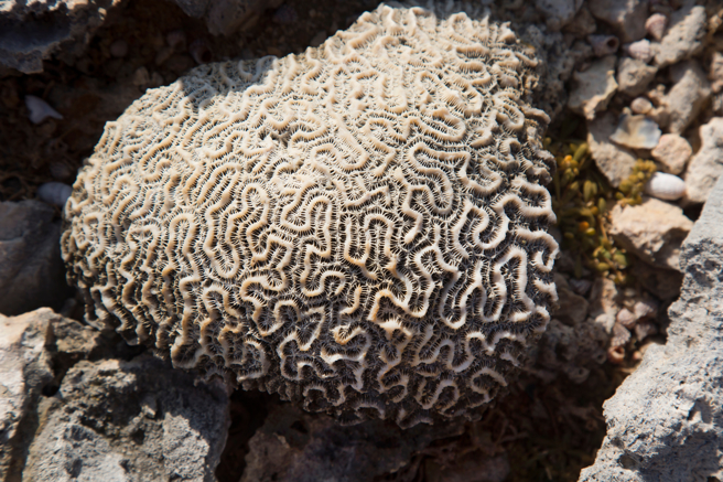 澳洲一名女子在海边发现既像胎盘又像脑袋的诡异生物，于是PO照询问网友，在网路上引发讨论。(示意图/达志影像)