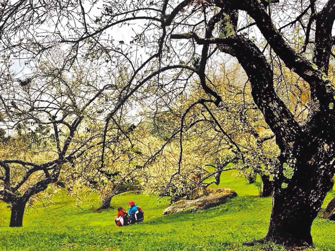 南投县信义乡是全国最重要的梅乡之一，每年梅花季都吸引许多人前往赏梅。（图／南投县信义乡农会提供）