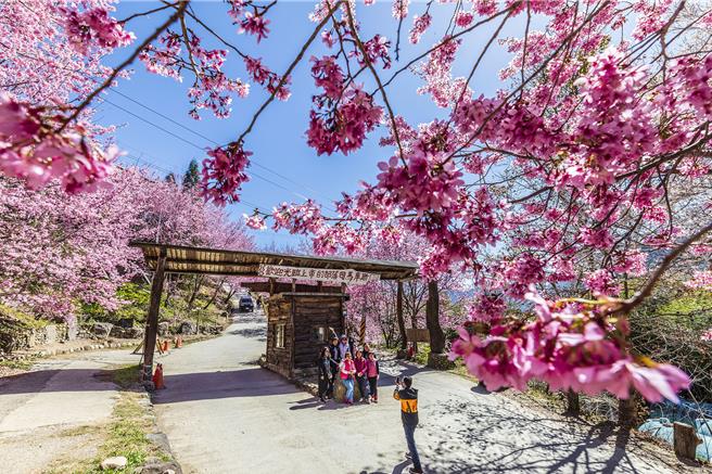 新竹縣府10日公告2024年司馬庫斯櫻花季聯外道路交通總量管制措施，管制期間內所有車輛只能憑通行證進入司馬庫斯部落。（羅浚濱攝）