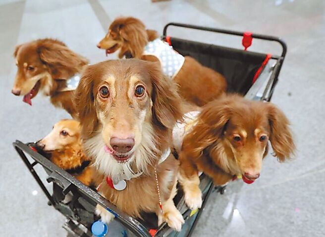 近月包括生医基金、宠物基金等都出现明显补涨行情。图／本报资料照片