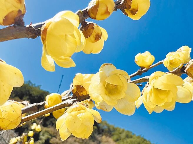 台中市武陵农场9日表示，农场腊梅最近吐露蜡黄花苞，欢迎游客上山感受寻梅乐趣。（武陵农场提供／陈淑娥台中传真）
