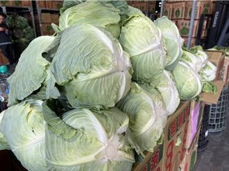 雲林高麗菜盛產價格跌   一箱只要去年的「零頭價格」