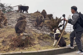 男子牵狗去看猴子 「狗狂吠」疑似故意行为！景区将依法处理