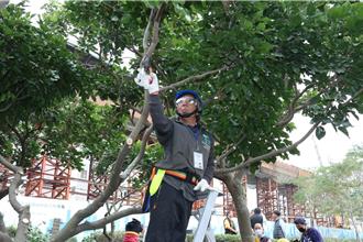 嘉义市2000万防治褐根病 今年4300棵路树健康检查