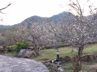 冷氣團南下梅嶺梅花開6成 南市推大選後賞花泡湯紓壓之旅