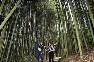 白蘭溪古道將華麗變身 塑造竹林杉木秘境