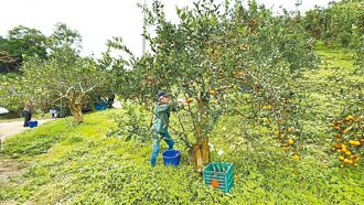 台東 成功桶柑產期遇猴害 量減價揚