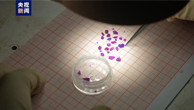 大陸科學家實現無液氦極低溫制冷基礎研究突破。圖為科研人員挑選高品質鈷基三角晶格單晶樣品。（大陸央視）