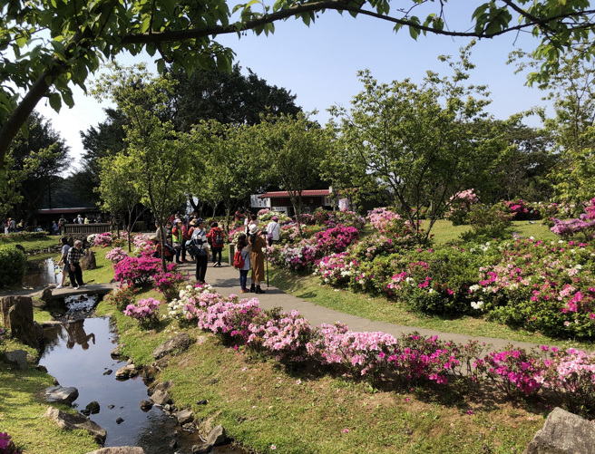 每年春季陽明山上櫻花、杜鵑等陸續盛開，吸引賞花人潮湧入。（圖／ 台北市工務局）