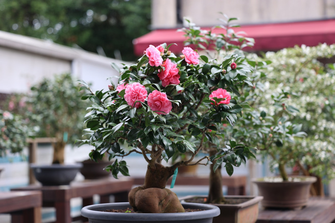 今年「台北茶花展」展出近60個品種的茶花。（圖／ 台北市工務局）