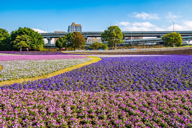 古亭河濱花海幅員遼闊，民眾可在此賞花。（圖／ 台北市工務局）