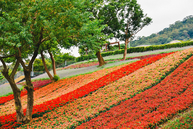 北投社三層崎公園花海景觀壯麗。（圖／ 台北市工務局）