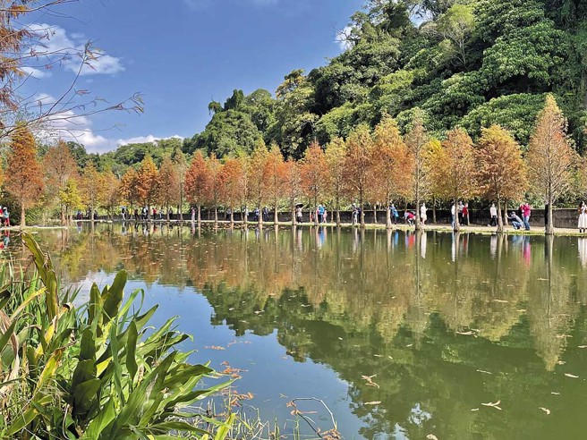 民眾到大溪游憩，可走访月眉溼地观赏落羽松，树影倒映在水上美不胜收。（桃园市政府提供）
