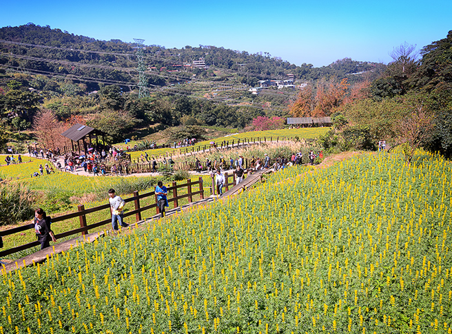 樟樹步道上的魯冰花盛開。（圖／ 台北市工務局）
