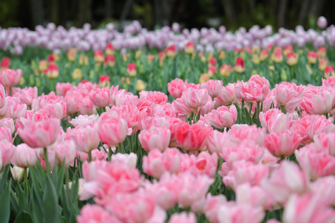 今年「士林官邸鬱金香展」展示超過14 萬株鬱金香。（圖／ 台北市工務局）