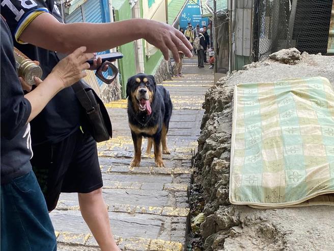 山友拍下攻击的犬只，有山友留言直指是「登山口住家养的藏獒」。（取自脸书社团「柴山志工奉茶队」／袁庭尧高雄传真）
