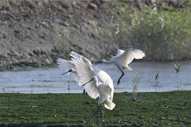 名列國內Ⅰ保育類及國際稀有物種紅皮書瀕危等級(CR)的黑面琵鷺，飽食一頓後停留濕地內的陸島棲息，攝影李長文。(黃敬文翻攝)