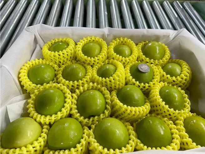 目前正值屏東蜜棗產季，當中首批外銷蜜棗1.36公噸已於10日在高樹鄉蜜棗冷鏈包裝集貨場裝箱集貨，預計25日出倉、28日在日本大田批發市場販售。（屏縣府提供／謝佳潾屏東傳真）