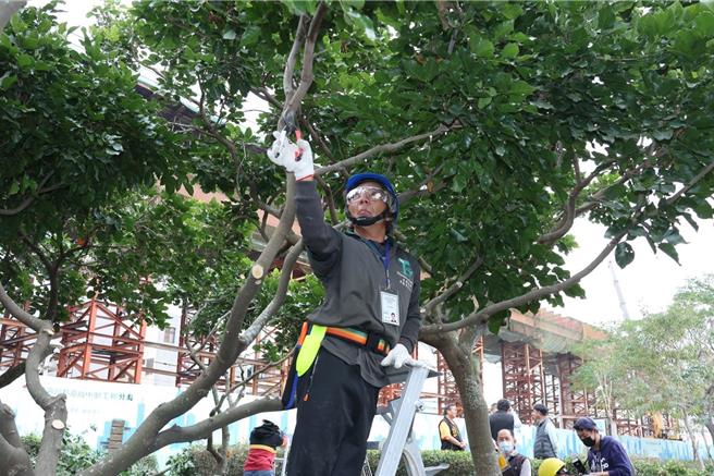 嘉义市政府办理景观树木修剪教育训练暨认证考试，参训人员实地受训。（嘉义市政府提供／廖素慧嘉市传真）