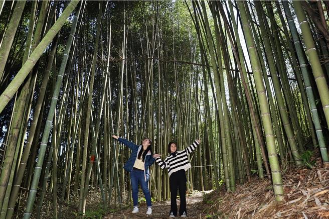 白蘭溪古道位於新竹縣五峰鄉白蘭部落，沿途穿越竹林、杉木林，景色十分幽美，非常適合散步健行。（新竹縣府提供／邱立雅竹縣傳真）