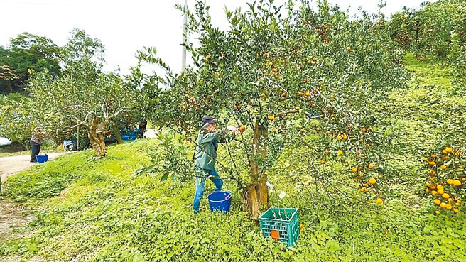 台東縣成功鎮桶柑正值採收期，但果園頻遭猴群光顧，不僅採食熟果，亦造成果樹枝葉折斷，鎮公所雇工以燃放鞭炮的方式驅趕，亦開放果農申請架設電圍網。（蕭嘉蕙攝）