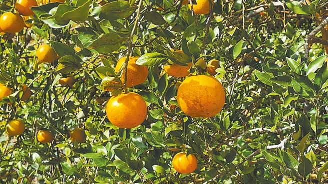 台東縣成功鎮盛產桶柑，現正值採收期，但受去年受颱風重創，倒樹落果慘重，且近來猴群肆虐，產量銳減近半，每台斤價格上漲10元。（蕭嘉蕙攝）