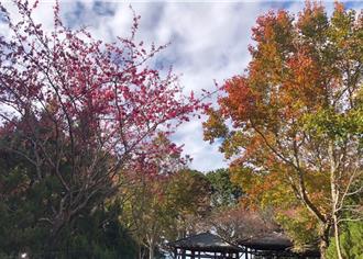 大雪山櫻花搶先迎賓 台灣特有鳥現身吸蜜展生機