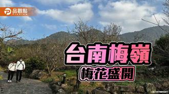 品觀點｜台南梅嶺梅花盛開！ 春假小旅行一起賞花、採果、泡溫泉