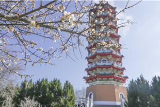 「冬日仙境」慈恩塔下賞雪白梅花 日月潭美景襯托優雅風情