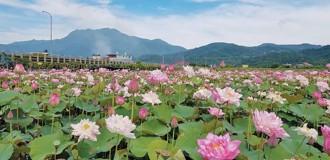 春遊金山 賞花泡湯樂