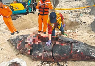綠島驚見鯨豚碎屍 疑遭人分割搶肉