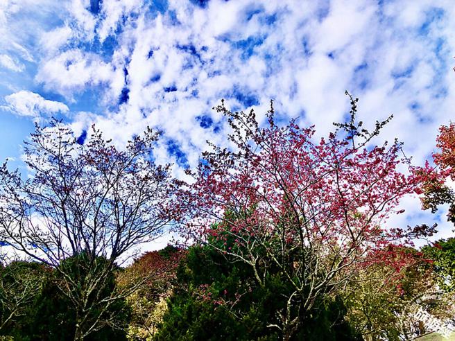 大雪山收費站山櫻花綻放。 （林業及自然保育署臺中分署提供） 