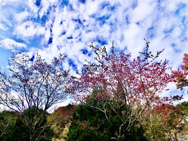 今年受「暖冬」影響，大雪山櫻花提前綻放。（林業及自然保育署台中分署提供）