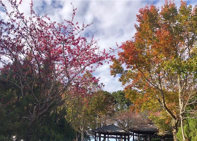 今年受「暖冬」影響，大雪山櫻花提前綻放。（林業及自然保育署台中分署提供）