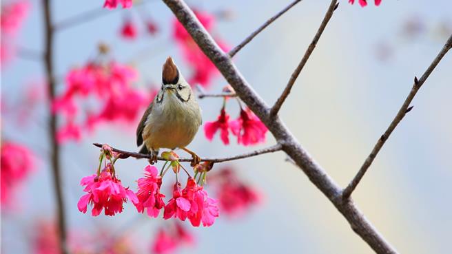 今年受「暖冬」影響，大雪山櫻花提前綻放，吸引冠羽畫眉造訪。（林業及自然保育署台中分署提供）