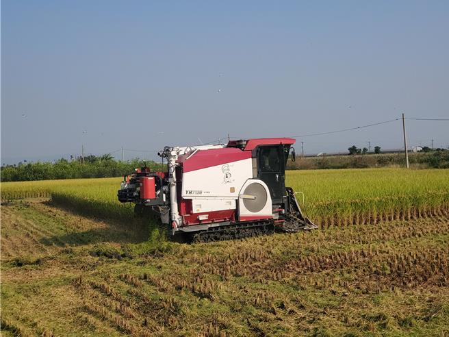 云林县的稻田面积广大，自从禁止露天燃烧稻草已来，多数选择在收割时就切碎稻秆翻耕。（周丽兰摄）