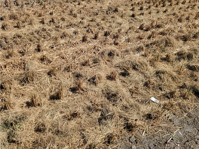 云林县推动稻秆切碎翻耕为绿肥多年，农民可向农政单位申请「益菌肥」加速分解稻秆。（周丽兰摄）