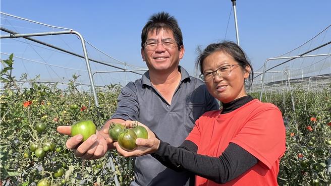 李建仪（左）、吴佳慧（右）夫妇俩栽培朝天椒、火龙果及黑柿、夏珠、橙蜜等品种番茄。（张毓翎摄）