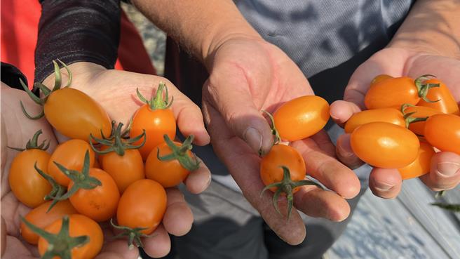 橙蜜香小番茄近年成为市场的宠儿，他们夫妇俩也有栽种。（张毓翎摄）