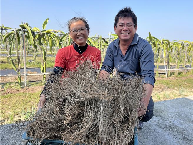 李建仪（右）、吴佳慧（左）夫妇俩也会栽种风茹草，并制成风茹草茶分享给亲友品尝。（张毓翎摄）