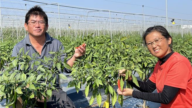 李建仪（左）表示，有机辣椒很受市场欢迎。（张毓翎摄）