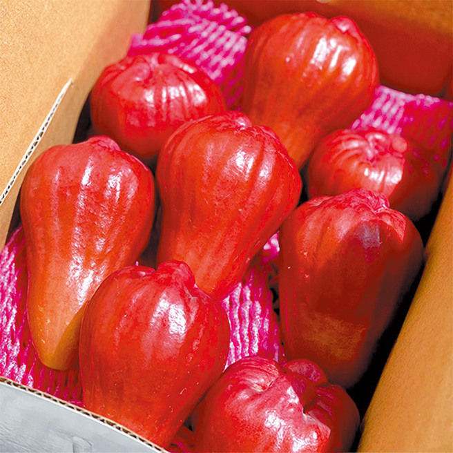 黑糖芭比蓮霧果形碩大，色澤紅潤，果肉香脆多汁，為年節送禮之首選。（圖／林雅惠）

