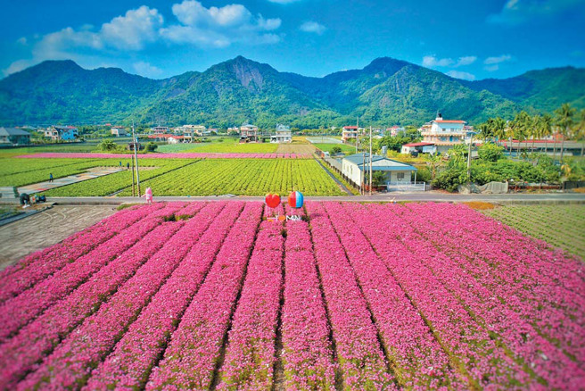 高雄市美濃區「美的像幅畫，濃的化不開」！美濃花海名聲遠播，農曆春節期間吸引各地遊客前來走春賞花。（圖／林雅惠）
