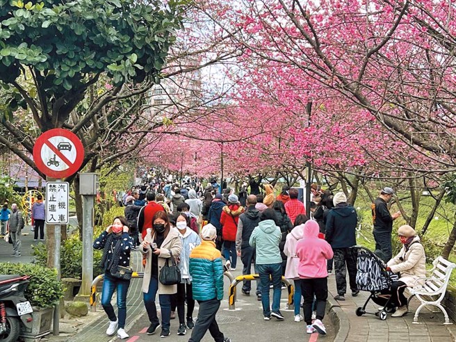 汐止文化里樱花大道每年吸引大批游客到场赏樱。（图／汐止区公所提供）
